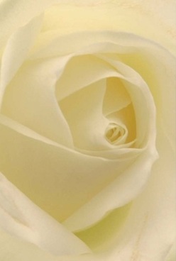 Centered in the soft hush of a Radlett studio, the essence of a rose reveals itself in a swirl of ivory petals, harmonious and inviting. Each velvet-soft layer appears almost translucent under diffused light, its gentle cream and pale lemon tones conjuring the region's tranquil, tree-lined roads. The composition evokes calm-akin to the quiet anticipation before a celebration in a Radlett home, or a heartfelt anniversary shared over candlelight on Watling Street. The rose's flawless form, captured in fine detail, radiates timeless elegance while echoing the enduring artistry of Radlett's skilled florists. Imagine the delicate, clean fragrance floating through the air, mingling with a sense of contentment and tender care. Whether for a moment of remembrance or to brighten a loved one's day in Radlett, this bloom is a hallmark of local floral tradition-graceful, comforting, and everlasting.